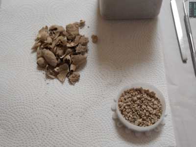 Cos� come sono ancora da studiare e alcune conchiglie...